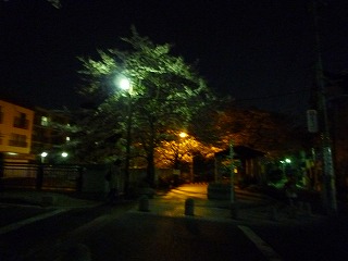 写りが悪いですが、こんなに美しい光景が何キロも続きます